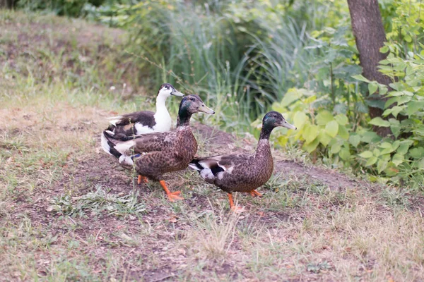 Three friendly ducks striding through the dry grass