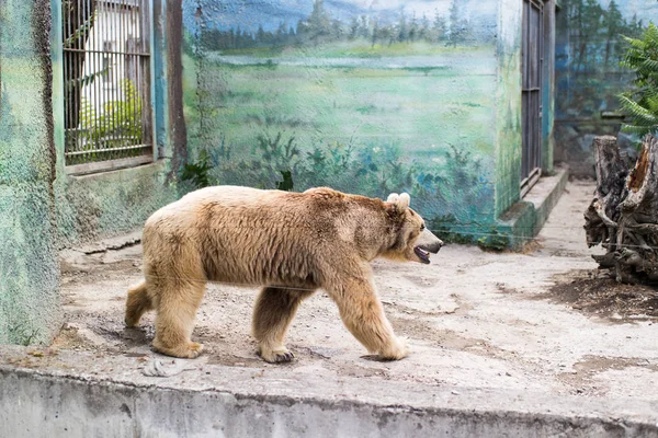 Brown bear walks in his residence at the zoo.
