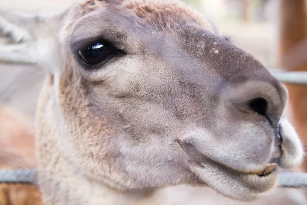 Lamor karismatisk huvud närbild på zoo — Stockfoto