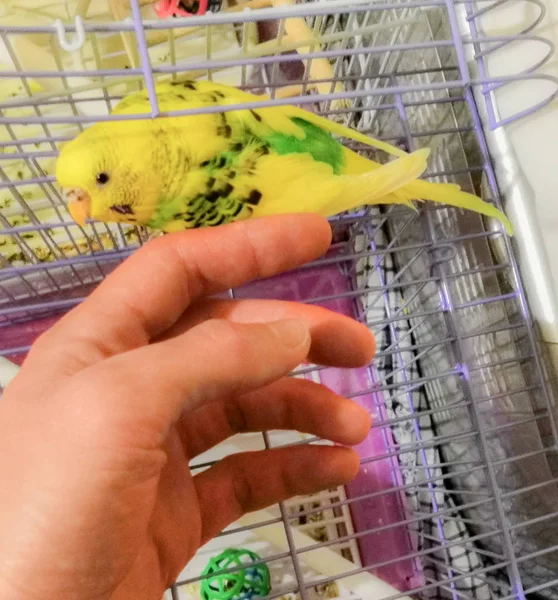 Vinger van de Hand in de buurt van de prachtige Budgie — Stockfoto