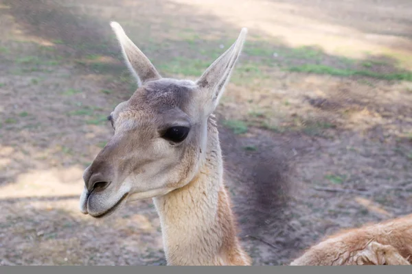 Lamor karismatisk huvud närbild på zoo — Stockfoto