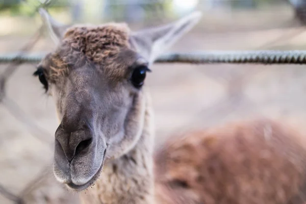 Lamor karismatisk huvud närbild på zoo — Stockfoto