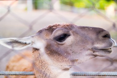 Profili bir hayvanat bahçesi Llamas karizmatik kafasından