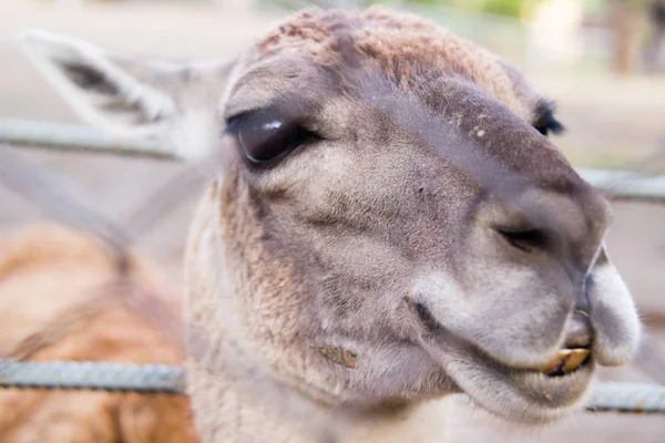 Lamor karismatisk huvud närbild på zoo — Stockfoto