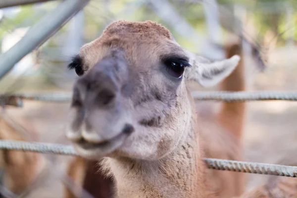 Lamor karismatisk huvud närbild på zoo — Stockfoto