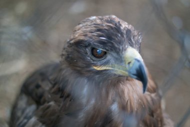 Hayvanat Bahçesi kafes kartallar kafa yakın çekim
