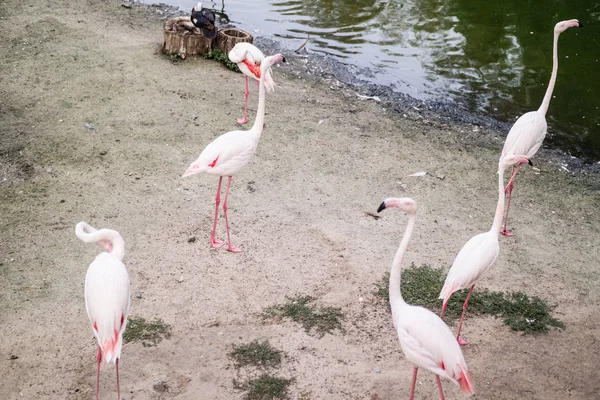 Göl kenarında kum üzerinde 6 pembe flamingolar