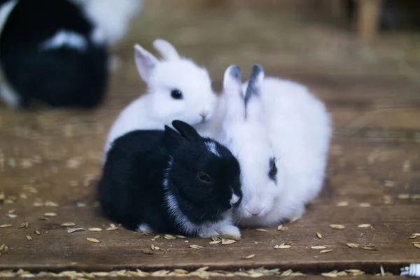 Three little rabbits. Black and two white sit clinging to each other