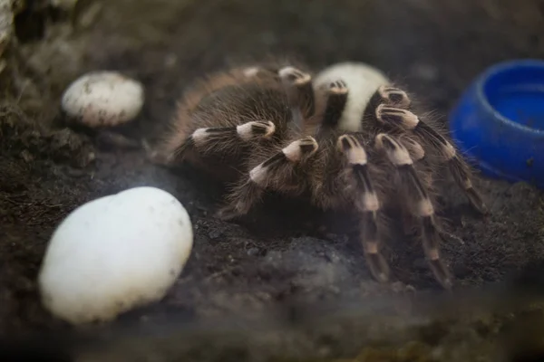 Hayvanat Bahçesi terrarium içinde yırtıcı örümcek tarantula