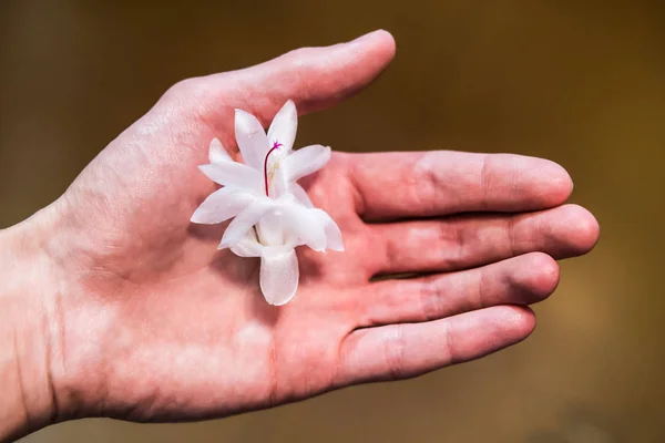 Decembrist white flower on a palm — Stock Image Decembrist white flower on a palm Stock Image
