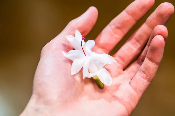 Decembrist white flower on a palm — Stock Image Decembrist white flower on a palm Stock Picture