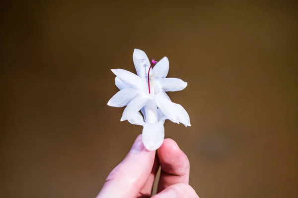손에 들고 있는 하얀 꽃의 거짓 로열티 프리 스톡 사진
