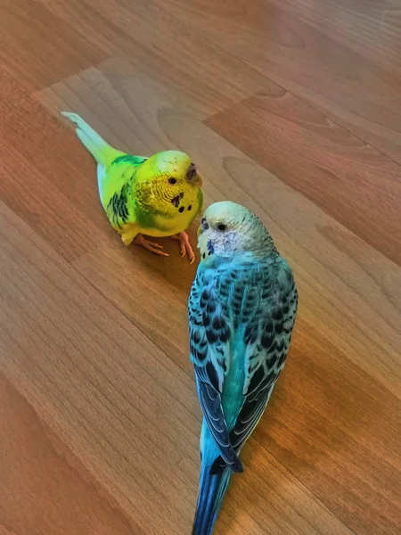 Loros ondulados amarillos y azules están sentados en el suelo de madera — Foto de Stock