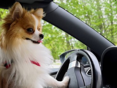Araba kullanan köpek. Alman Spitz bir araba sürüş