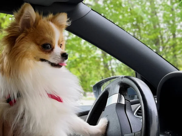 Araba kullanan köpek. Alman Spitz bir araba sürüş