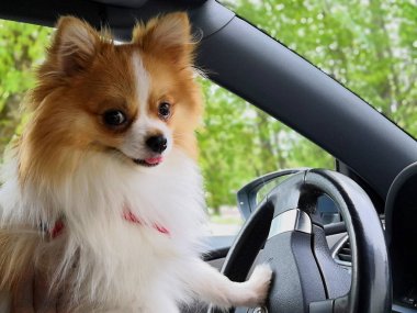 Araba kullanan köpek. Alman Spitz bir araba sürüş