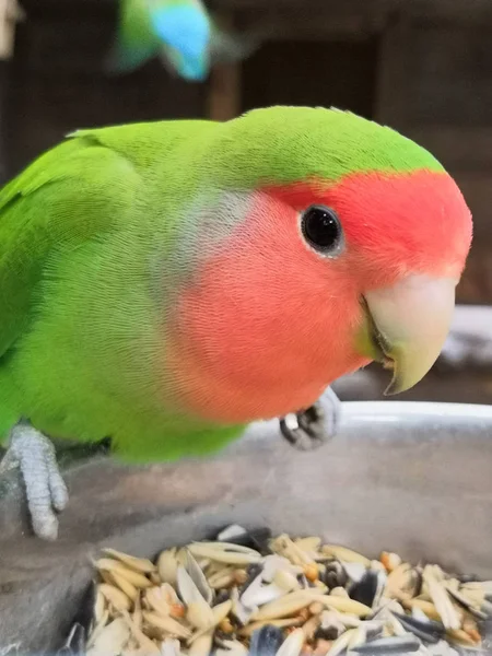 Inséparable perroquet sur la mangeoire à oiseaux avec gros plan de nourriture . — Photo