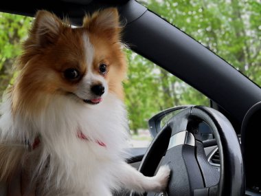 Araba kullanan köpek. Alman Spitz bir araba sürüş