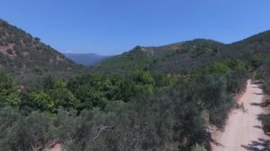 Türkiye'de Ida Dağı-Kaz Dağları. Zeytin Ağacı Dalı ve Rüzgarda Sallanan Yapraklar. Zeytin ağaçları rüzgarda sallar. Hd 1080p drone görüntüleri 