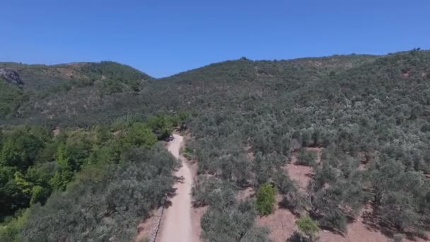 Türkiye Ida Dağı Kaz Dağları Zeytin Ağacı Dalı Rüzgarda Sallanan — Stok video
