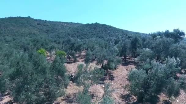 Ida Mountain Kaz Daglari Turquie Olive Tree Branch Leafs Swinging — Video