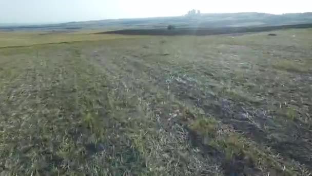Aerial Shot Wheat Field — Stock Video