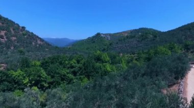Türkiye'de Ida Dağı-Kaz Dağları. Zeytin Ağacı Dalı ve Rüzgarda Sallanan Yapraklar. Zeytin ağaçları rüzgarda sallar. Hd 1080p drone görüntüleri 