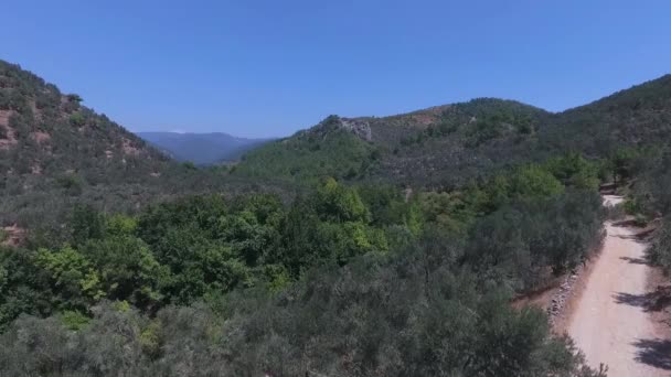 Ida Mountain Kaz Daglari Turquía Olive Tree Branch Leafs Swinging — Vídeo de stock