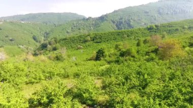 Yeşil Manzara Doğa Bahar Yaz Güzel Gökyüzü Ağacı Alan Çayır Çim Mavi Açık Kırsal Çevre Orman Kırsal Ülke. drone görüntüleri Full Hd, 1080p  