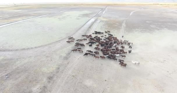 Pemandangan Udara Kawanan Wild Horses Galloping Kuda Liar Kayseri Turki — Stok Video