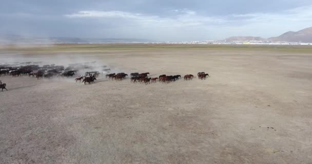 空中展望 野生の馬の群れGalloping 野生の馬トルコのKayseri 砂漠を移動するサラブレッドの馬の群れと空中映画 — ストック動画