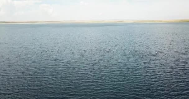 Volare Sopra Flamingos Vista Aerea Veduta Aerea Dei Fenicotteri Konya — Video Stock