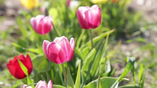 色のチューリップの花の球根の終わり 庭のフィールドで頭 閉じるチューリップの花が咲き 開花します 春の花の太陽の庭の背景 フィールドで成長しているチューリップフルHd 1080P — ストック動画