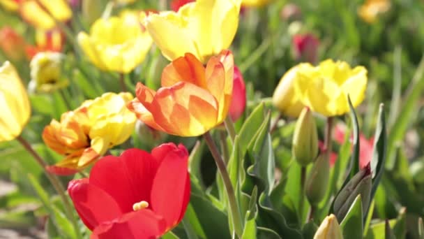 Nahaufnahme Von Farbigen Tulpen Blumenzwiebeln Köpfe Garten Feld Nahaufnahme Pflanzen — Stockvideo