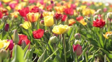 Renkli laleleri, çiçek soğanlarını, bahçedeki tarlaları kapatın. Yakından lale dikmek çiçek soğanları çiçek açmak, çiçek açmak. Bahar çiçekleri güneş ışığı bahçesi arka planı. Tarlada büyüyen laleler Full Hd, 1080p 