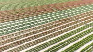 Çiçek tarlasında ilerleyen hava aracı Türkiye 'deki Konya çiçek çiftliklerinde harika mavi gökyüzü arka plan renklerine sahip. Tarlada büyüyen laleler Full Hd, 1080p  