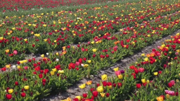 关闭的颜色郁金香花鳞茎 头部在花园的田野 种上郁金香花的布衣球茎开花 花园背景 Tulips Flowers Growing Field Full 1080P — 图库视频影像