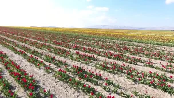 Luchtfoto Drone Vooruit Bewegen Boven Bloemenveld Prachtige Kleuren Verbazingwekkende Heldere — Stockvideo