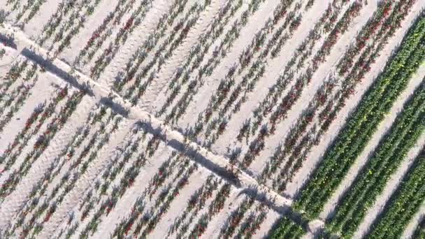 Luftdrohne Bewegt Sich Vorwärts Über Blumenfeld Schöne Farben Erstaunlich Knackig — Stockvideo