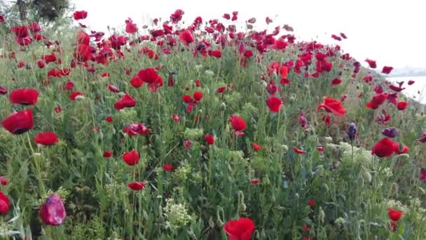Papoilas Vermelhas Campo Céu Nuvens Flores Vermelhas Pôr Sol Flor — Vídeo de Stock