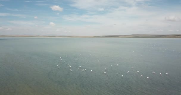 플라밍고 상공을 공중에서 터키의 코냐에 홍학을 수있습니다 호수와 구름낀 하늘의 — 비디오