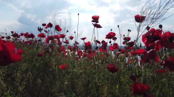 Röda Vallmo Fält Himmel Och Moln Röda Blommor Och Solnedgång — Stockvideo