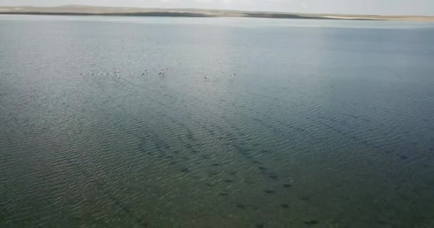 Flying Flamingos Aerial View Aerial View Flamingos Konya Turkey View — Stock Video