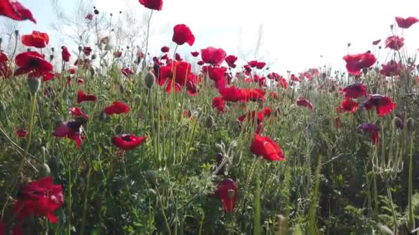 Papoilas Vermelhas Campo Céu Nuvens Flores Vermelhas Pôr Sol Flor — Vídeo de Stock