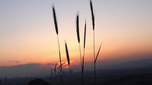 麦のひげ 麦畑の朝の日の出と黄色の太陽 — ストック動画
