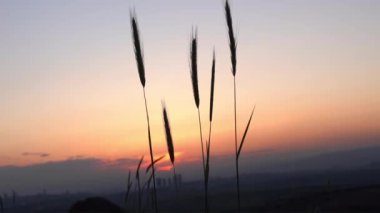 Gün batımında sallanan buğday kulakları. Buğday Sakalları