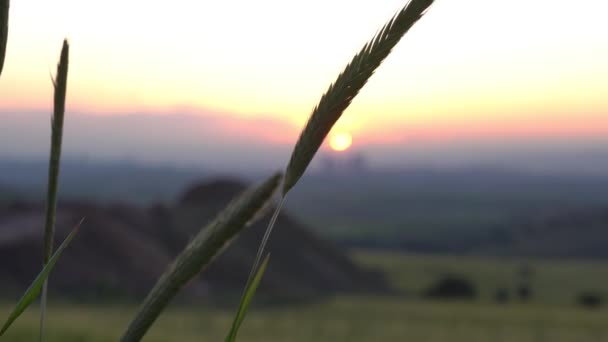 Уши Пшеницы Раскачиваются Закате Пшеничные Бороды — стоковое видео
