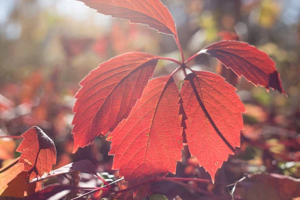 Herfst bladeren vallende blad boom bos oranje — Stockfoto