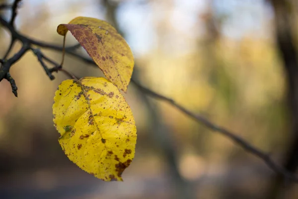 Fondo otoño hojas caída rojo naranja naturaleza — Foto de Stock