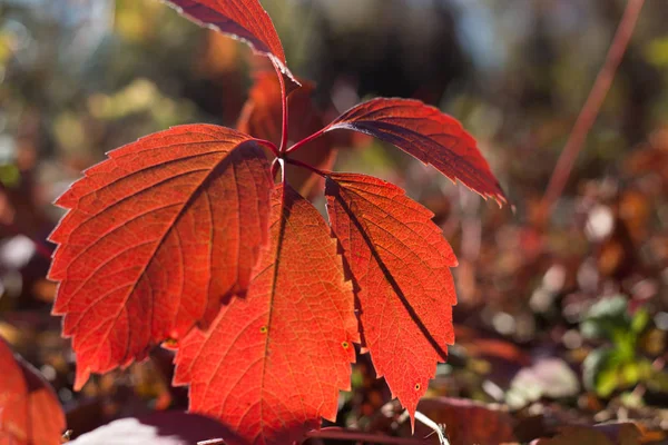 Herfst bladeren vallen op de grond geel rood oranje — Stockfoto
